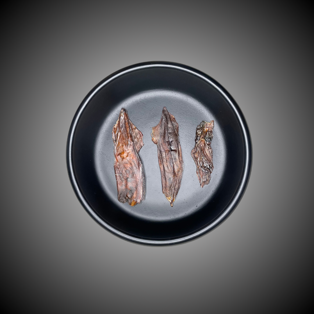 Squid